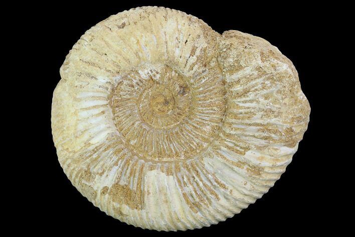 Perisphinctes Ammonite - Jurassic #100289
